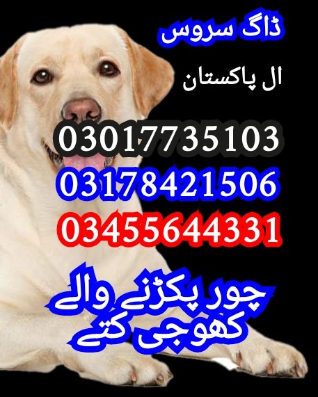 Army dog center 03017735103