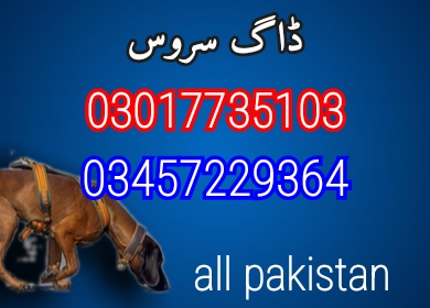 1779416595158-1